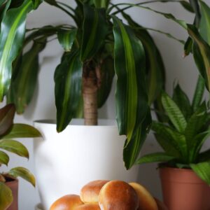 Empanaditas rusas